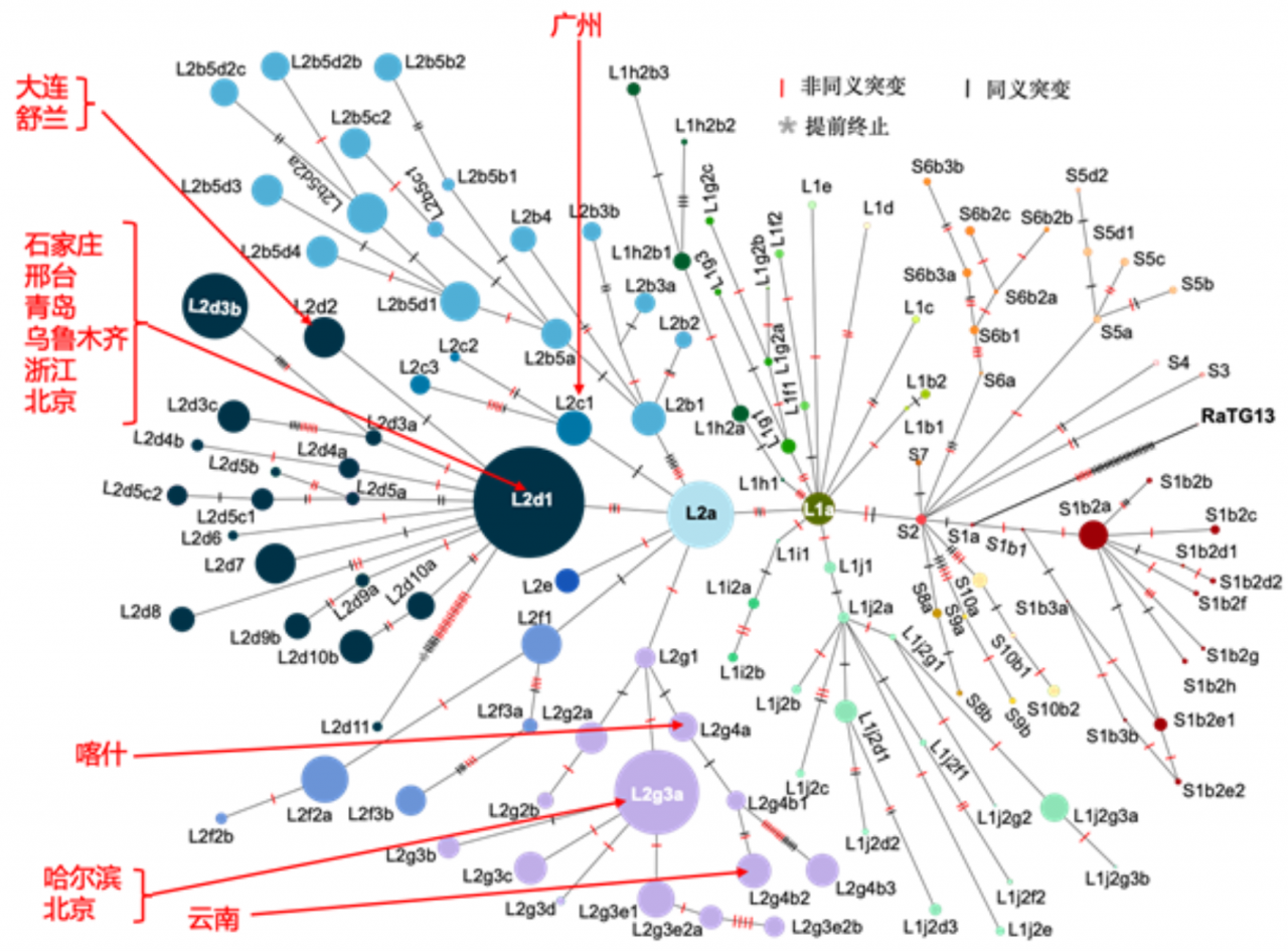 北大陆剑团队联合吕雪梅、张亚平课题组发表新型冠状病毒基因组的演化分析及谱系划分-肽度TIMEDOO