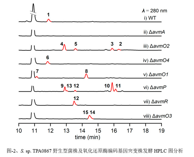 南京大学生科院戈惠明、谭仁祥团队揭示抗生素Alchivemycin A药效团的生物合成机制-肽度TIMEDOO