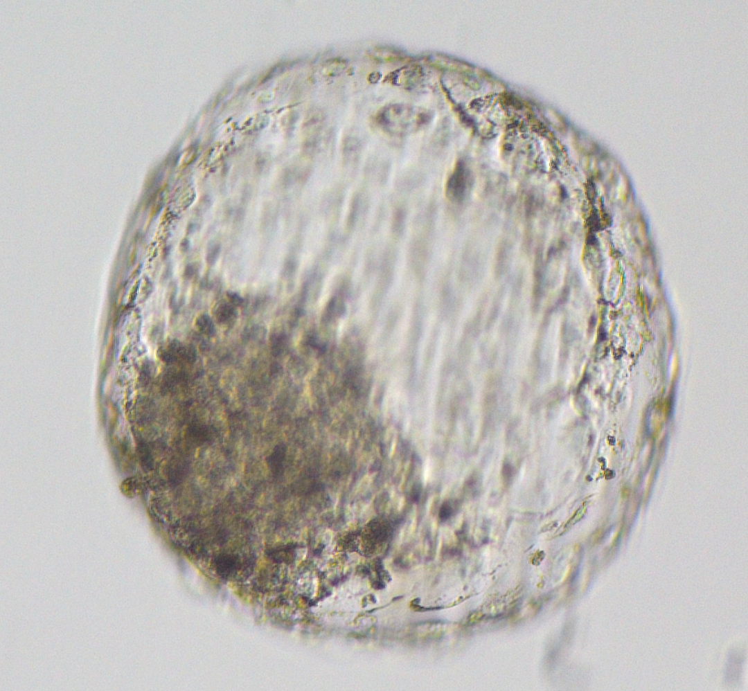 全球最完整人类胚胎模型诞生,中国科学家领衔构建,将给发育生物学带来变革性推动-肽度TIMEDOO