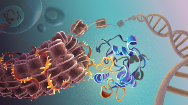 广州生物院发现RNA m6A修饰调控异染色质形成的新机制