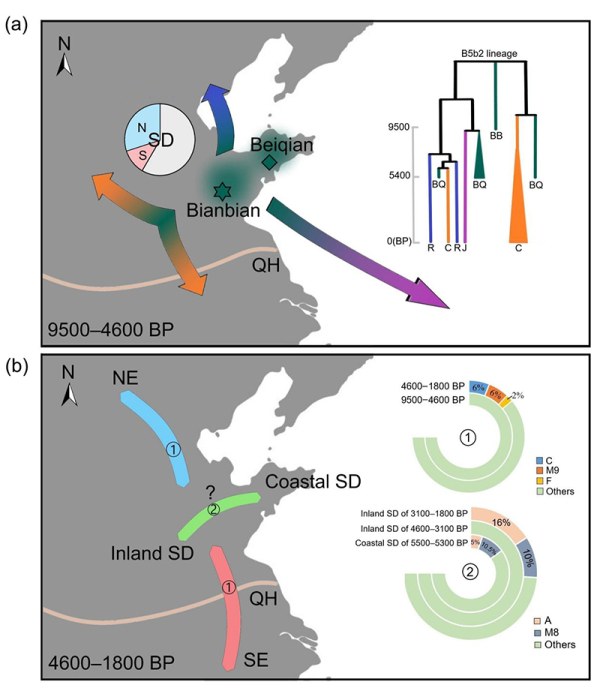 距今9500-1800年山东地区人群线粒体全基因组研究获进展-肽度TIMEDOO
