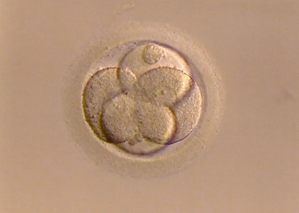 全球最完整人类胚胎模型诞生,中国科学家领衔构建,将给发育生物学带来变革性推动-肽度TIMEDOO
