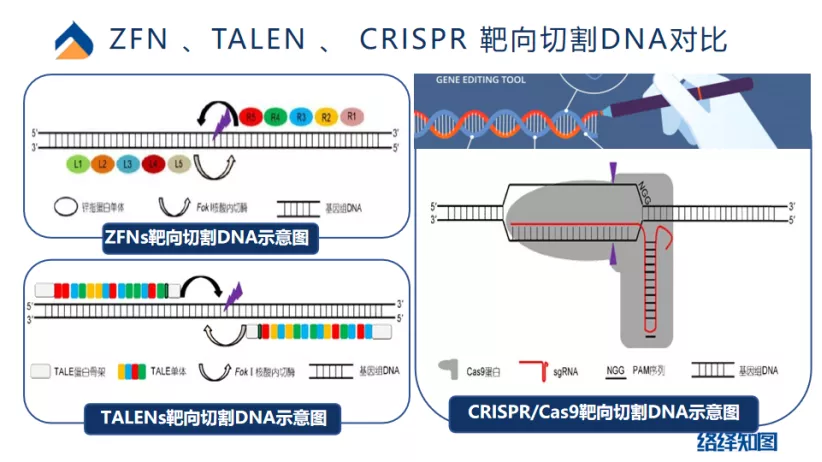 CRISPR/Cas9基因编辑技术大热，非病毒载体技术助力递送系统优化-肽度TIMEDOO