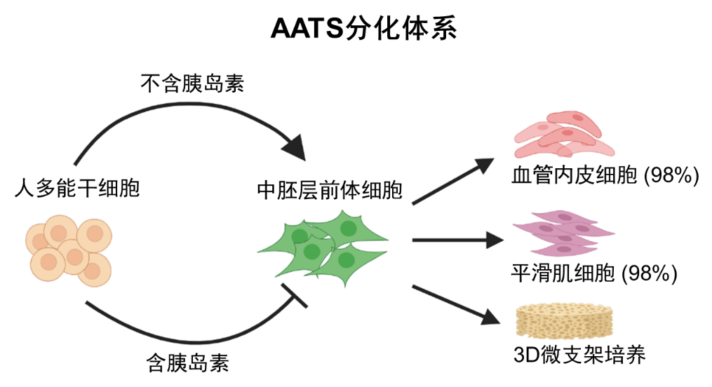 清华大学医学院那洁课题组开发了人多能干细胞向血管细胞高效分化的系统,并对动物缺血模型进行修复-肽度TIMEDOO