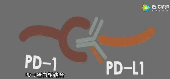 PD-1商业大战背后的BD策略