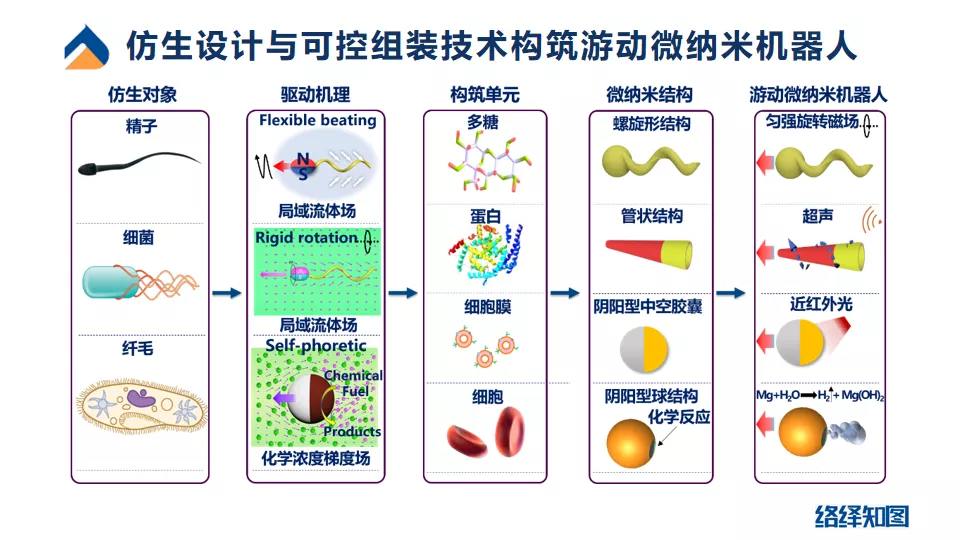 胶质瘤又添新疗法,游动微纳机器人或成精准医疗新希望-肽度TIMEDOO