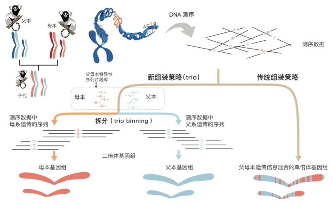 Nature:华大研究院解密狨猴二倍体遗传信息差异, 提出“完美基因组”新标准-肽度TIMEDOO