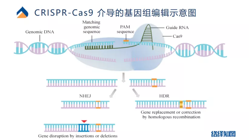 CRISPR/Cas9基因编辑技术大热，非病毒载体技术助力递送系统优化-肽度TIMEDOO