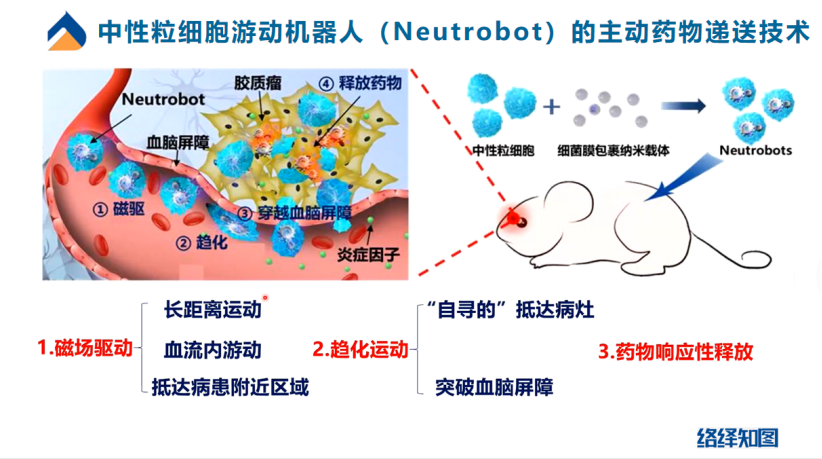 胶质瘤又添新疗法,游动微纳机器人或成精准医疗新希望-肽度TIMEDOO