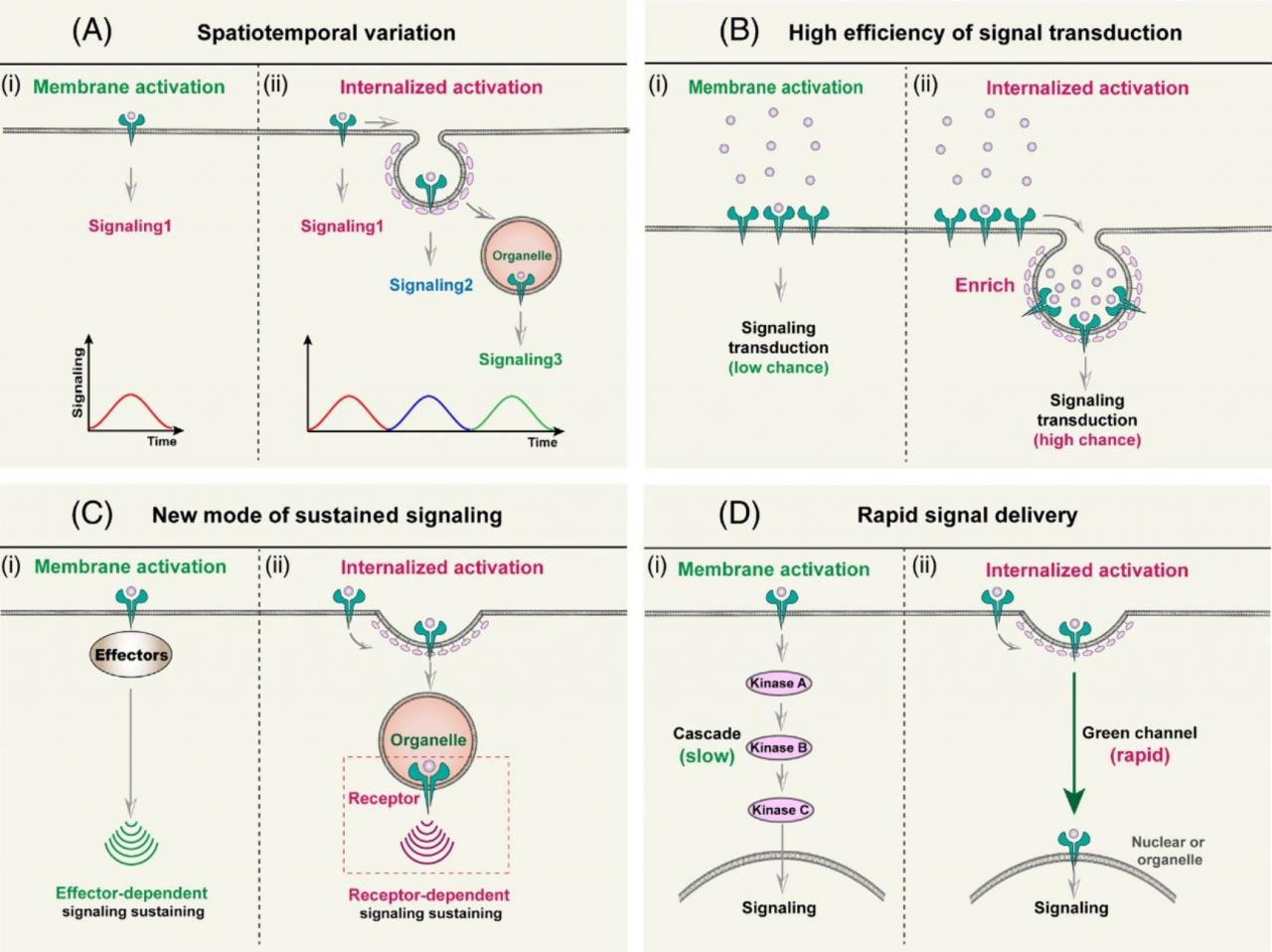 北医三院李子健课题组在Cell系列期刊Trends in Cell Biology上发表文章提出膜受体“内吞激活”新概念和理论