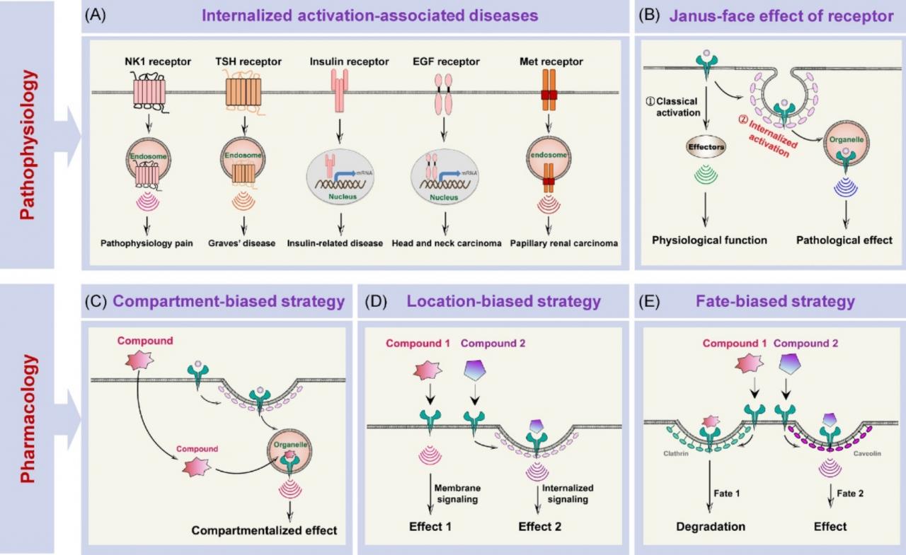 北医三院李子健课题组在Cell系列期刊Trends in Cell Biology上发表文章提出膜受体“内吞激活”新概念和理论-肽度TIMEDOO