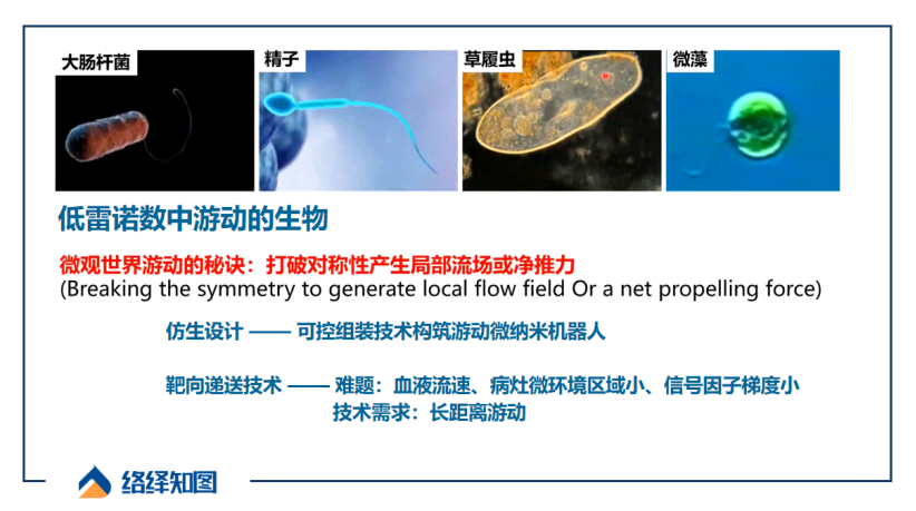 胶质瘤又添新疗法,游动微纳机器人或成精准医疗新希望-肽度TIMEDOO