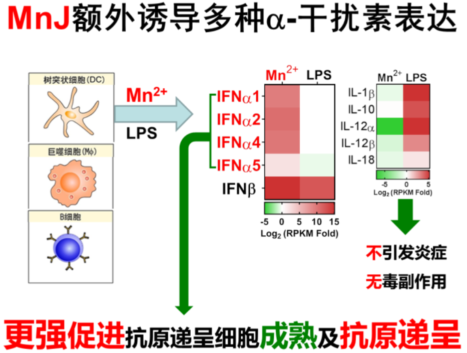北京大学生命科学学院蒋争凡课题组揭示锰盐(MnJ)的优良佐剂效果及其作用机制-肽度TIMEDOO
