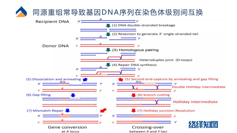 CRISPR/Cas9基因编辑技术大热，非病毒载体技术助力递送系统优化-肽度TIMEDOO