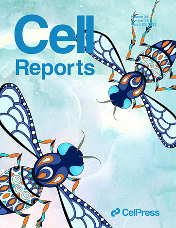Cell Reports封面 | 王涛实验室发现PINK1在调节细胞生长中的作用机制