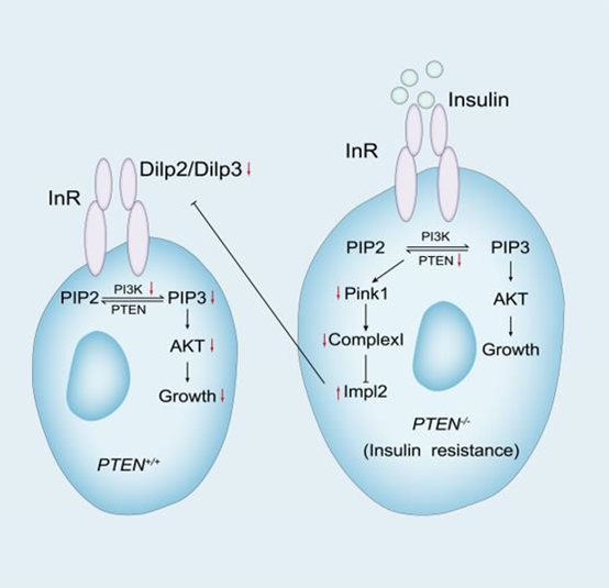 Cell Reports封面 | 王涛实验室发现PINK1在调节细胞生长中的作用机制-肽度TIMEDOO