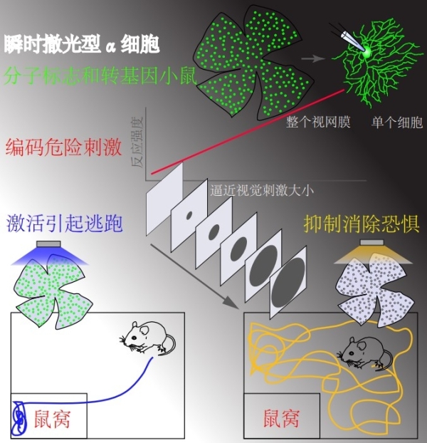 脑智卓越中心在小鼠视网膜中存在警报专线研究中获进展