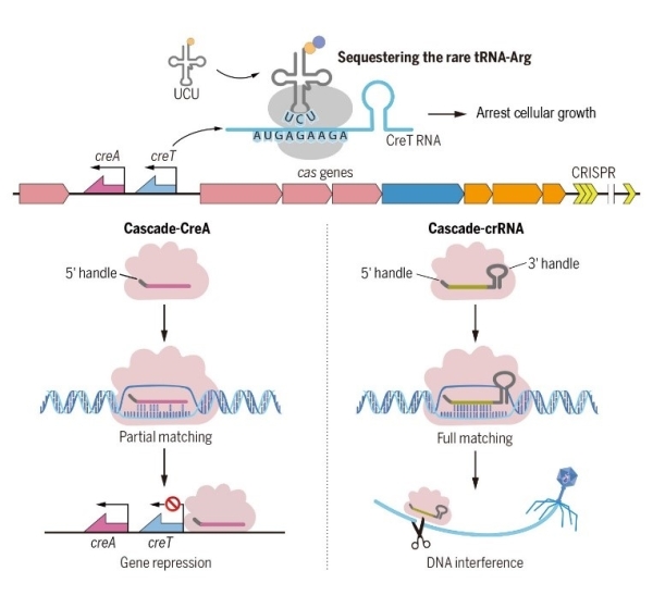 微生物所揭示护卫CRISPR-Cas的全新毒素-抗毒素RNA系统