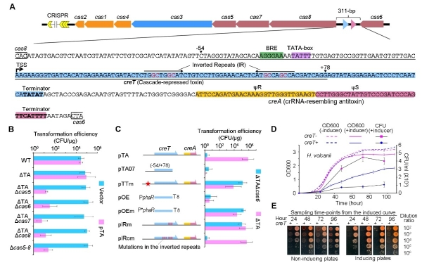 微生物所揭示护卫CRISPR-Cas的全新毒素-抗毒素RNA系统-肽度TIMEDOO