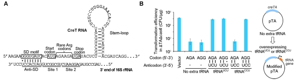 微生物所揭示护卫CRISPR-Cas的全新毒素-抗毒素RNA系统-肽度TIMEDOO