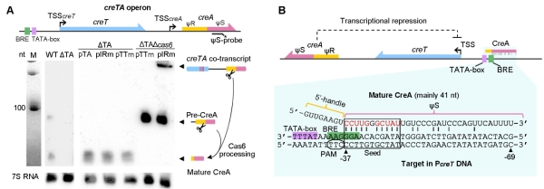 微生物所揭示护卫CRISPR-Cas的全新毒素-抗毒素RNA系统-肽度TIMEDOO