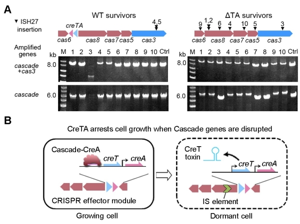 微生物所揭示护卫CRISPR-Cas的全新毒素-抗毒素RNA系统-肽度TIMEDOO