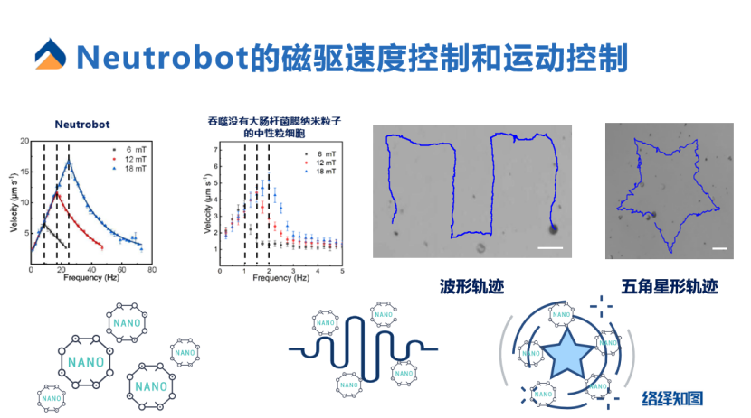 胶质瘤又添新疗法,游动微纳机器人或成精准医疗新希望-肽度TIMEDOO