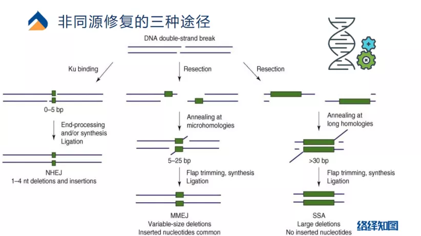 CRISPR/Cas9基因编辑技术大热，非病毒载体技术助力递送系统优化-肽度TIMEDOO