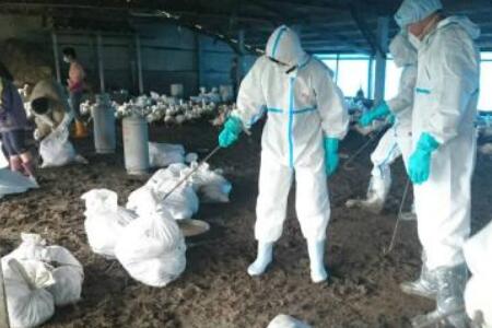 新出现的H5N8禽流感病毒是严重的公共卫生问题
