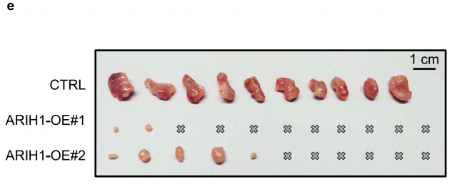 浙大联合良渚实验室发现癌症免疫治疗新靶点,通过下调 PD-L1 激发自体免疫,成果将通过公司进行转化-肽度TIMEDOO