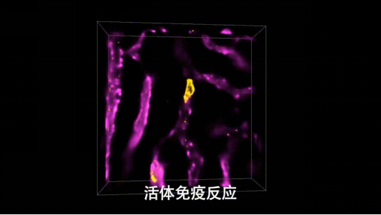 image.png 清华3天2篇CELL,都跟细胞“新大陆”有关-肽度TIMEDOO