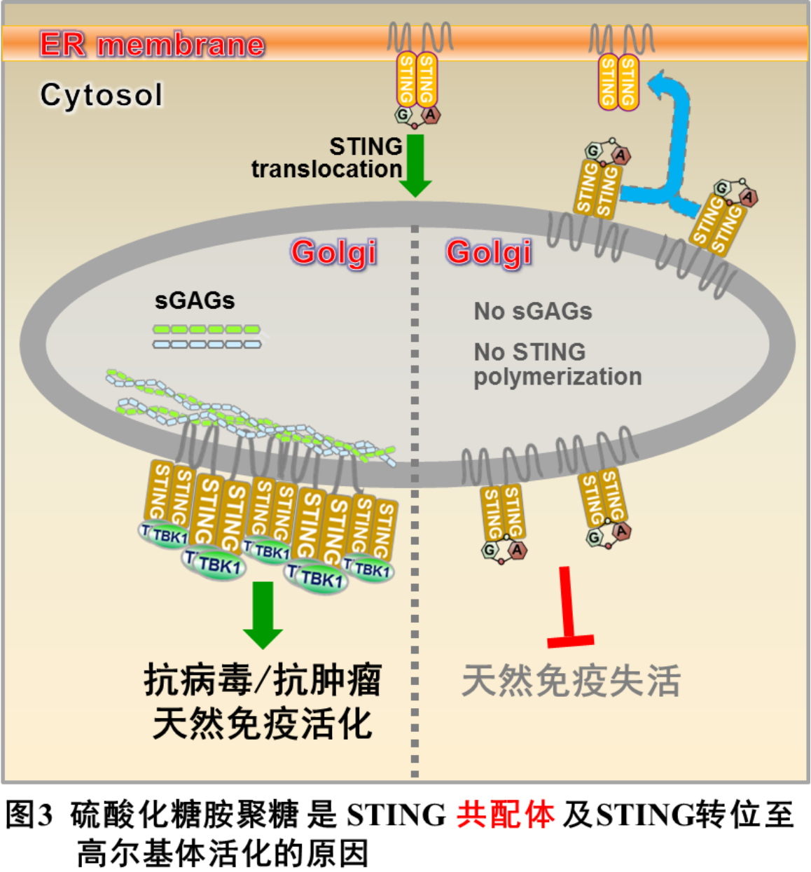 北京大学生命科学学院蒋争凡课题组发现STING活化共配体-肽度TIMEDOO