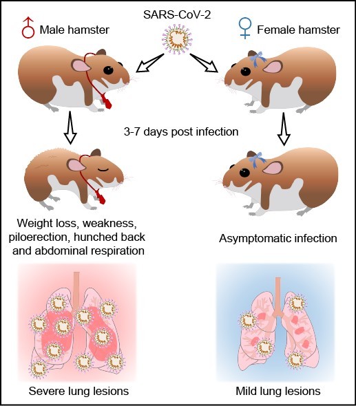 厦门大学夏宁邵教授团队和香港大学管轶教授团队在Signal Transduction and Targeted Therapy联合发表研究论文