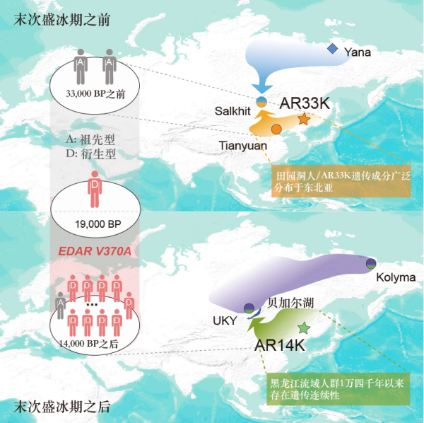 古脊椎所等解锁冰河时代东亚人群遗传图谱和适应性基因演化-肽度TIMEDOO