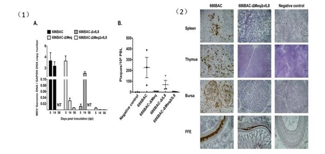 马立克氏病预防有法可循?减毒病毒疫苗支招了! | MDPI Vaccines-肽度TIMEDOO