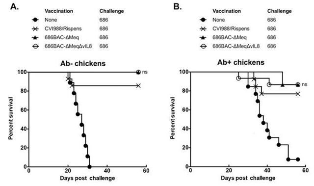 马立克氏病预防有法可循?减毒病毒疫苗支招了! | MDPI Vaccines-肽度TIMEDOO