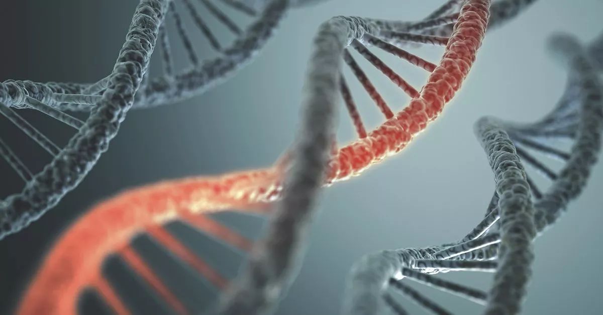 在人类中进行的大规模外显子组关联研究发现了可防止小鼠肥胖的罕见变异