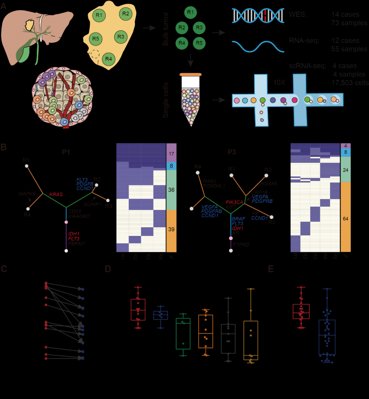 北京大学白凡课题组与合作者在Advanced Science发文 揭示肝内胆管癌IDH突变亚型的高异质性及冷肿瘤微环境特征-肽度TIMEDOO