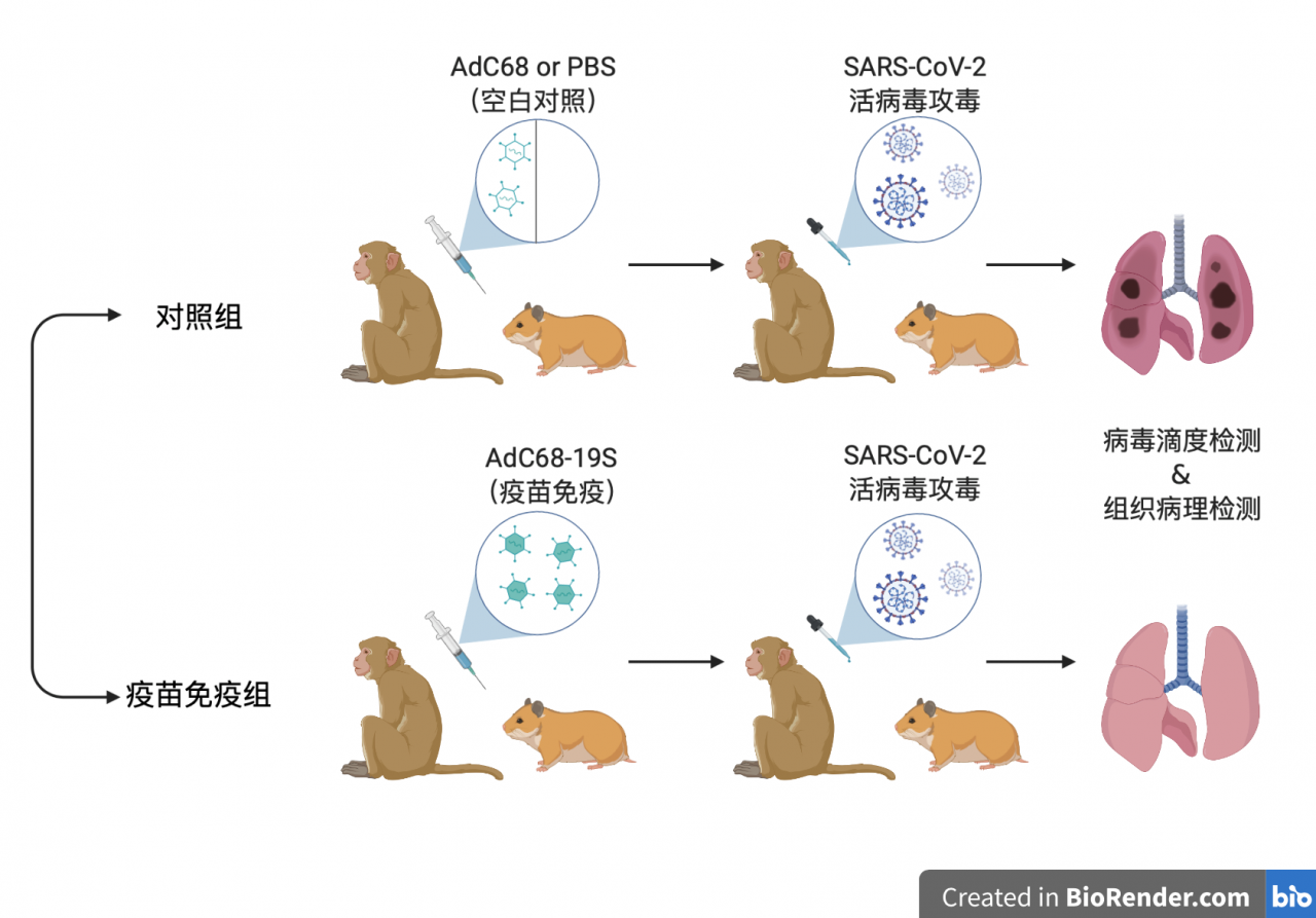 清华大学张林琦/周东明/彭小忠/陈志伟合作研发新型冠状病毒疫苗