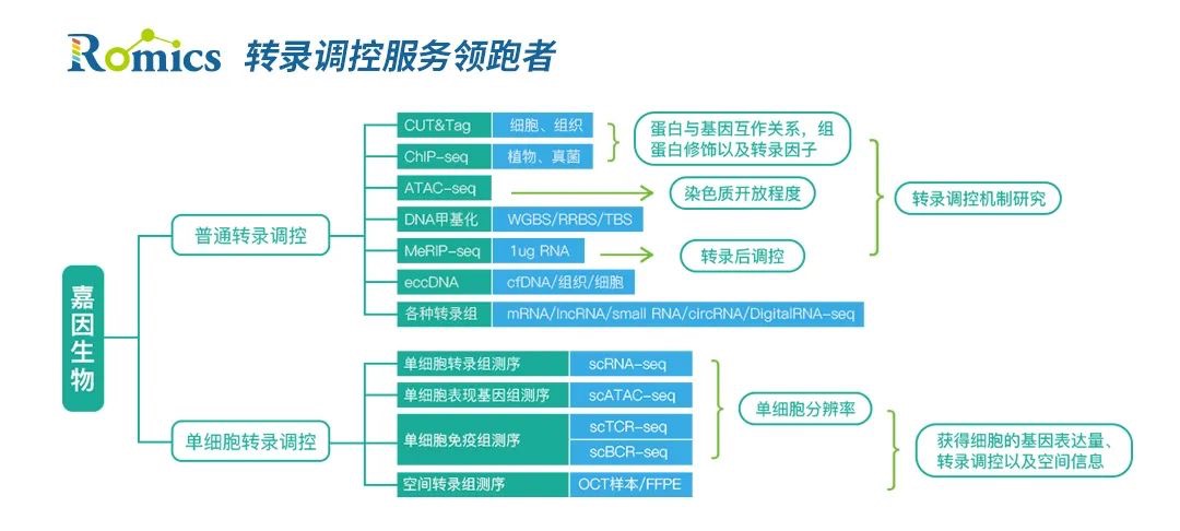 国内首篇!10x Genomics单细胞+Visium空间转录组 国内首篇!10x Genomics单细胞+Visium空间转录组-肽度TIMEDOO