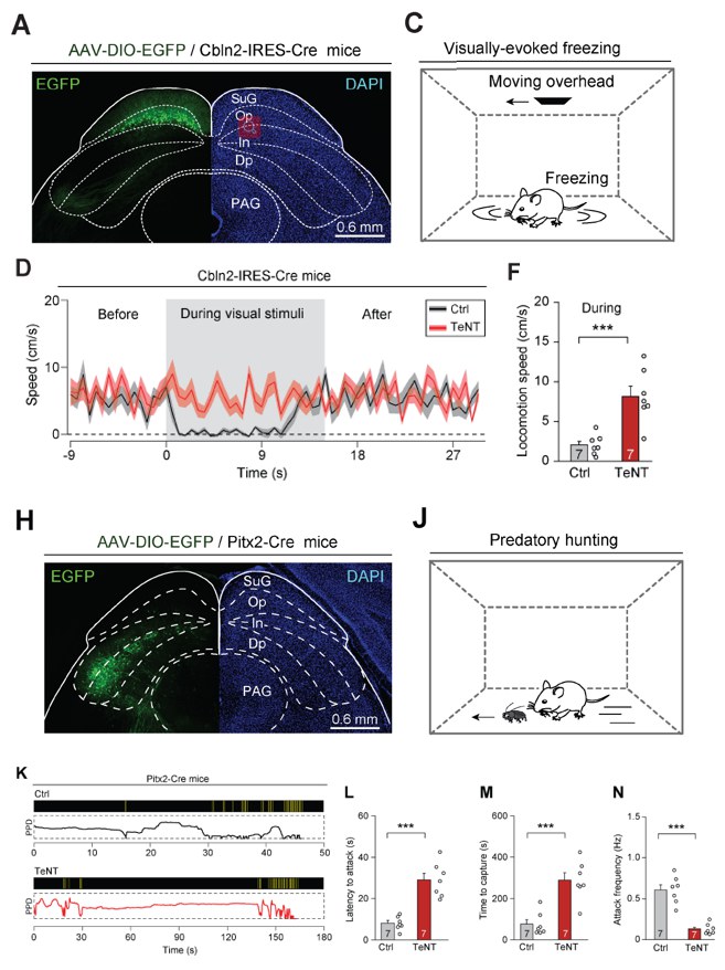 北京生命科学研究所曹鹏课题组与中科院生物物理所王晓群课题组合作揭示大脑启动攻击/防御行为的分子遗传编码机制-肽度TIMEDOO