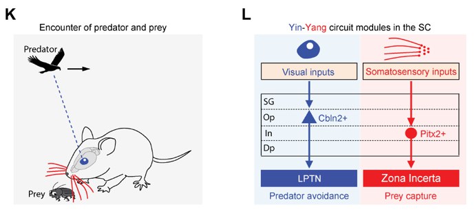 北京生命科学研究所曹鹏课题组与中科院生物物理所王晓群课题组合作揭示大脑启动攻击/防御行为的分子遗传编码机制-肽度TIMEDOO