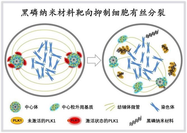 深圳先进院纳米材料精准生物靶向机制研究获进展-肽度TIMEDOO