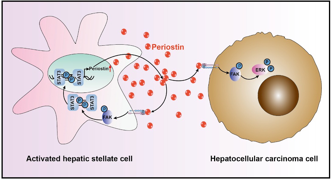 厦门大学欧阳高亮教授课题组在Journal of Pathology发文揭示Periostin蛋白促进肝癌的发生机制