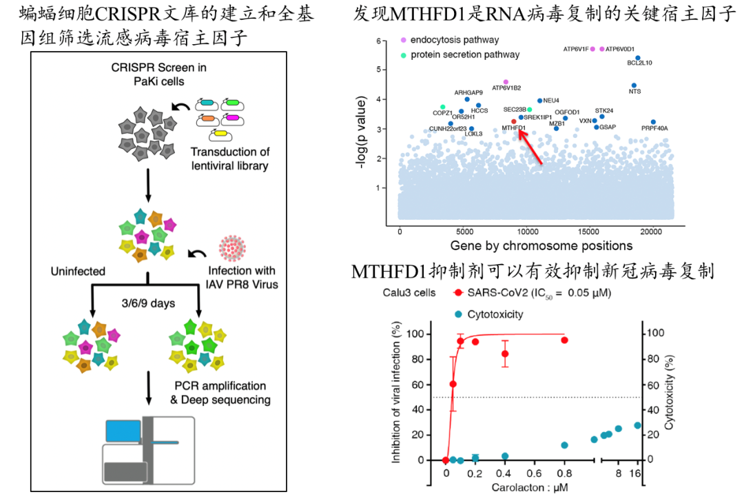 科研成果 | 谭旭/王林发从蝙蝠基因组学研究发现广谱抗病毒药物靶点和抗新冠病毒潜在药物分子