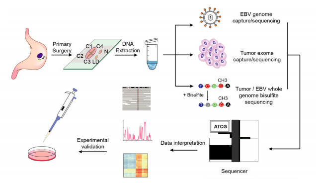 北京大学BIOPIC白凡课题组与合作者揭示EB病毒阳性胃癌肿瘤细胞与EB病毒共进化特征-肽度TIMEDOO