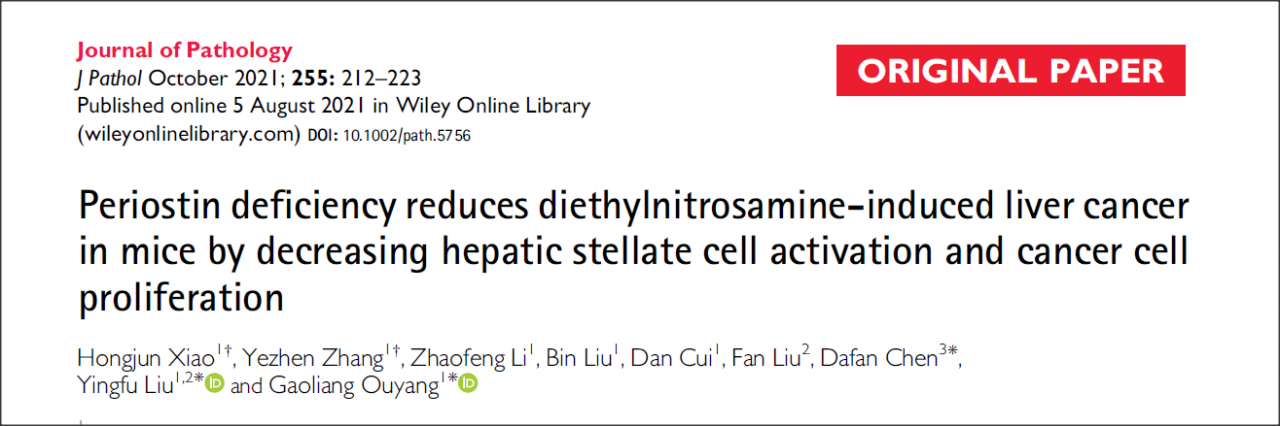 厦门大学欧阳高亮教授课题组在Journal of Pathology发文揭示Periostin蛋白促进肝癌的发生机制-肽度TIMEDOO