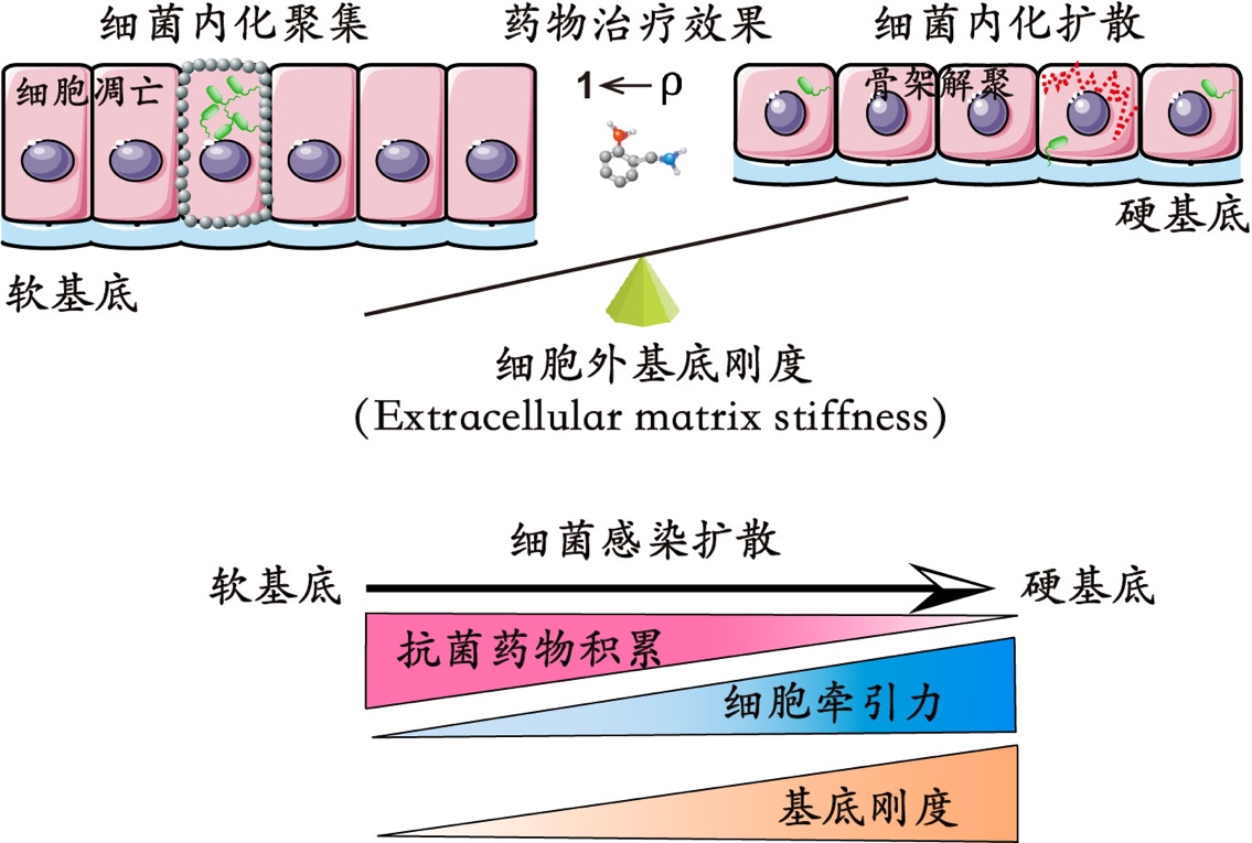 北京大学黄建永课题组在基质刚度调控细菌感染治疗方面取得进展-肽度TIMEDOO