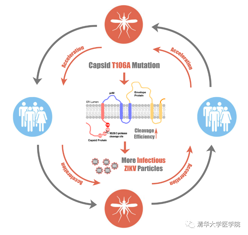 清华大学医学院程功教授团队揭示适应性进化导致寨卡病毒流行机制