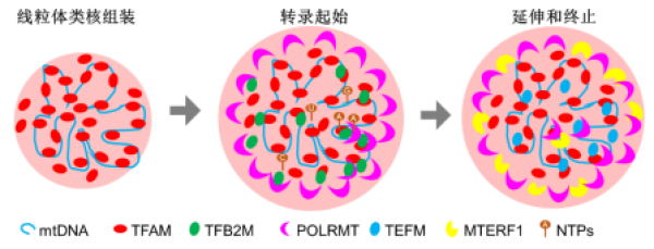 广州生物院等提出相分离调控线粒体基因组空间秩序的模型